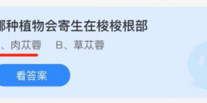 哪种植物会寄生在梭梭根部？蚂蚁庄园11月23日今日答案最新