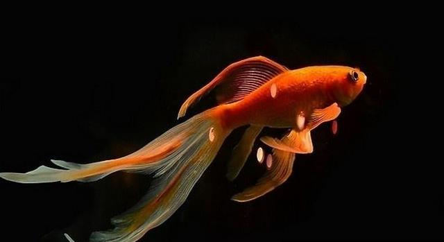 阴阳师现世信物